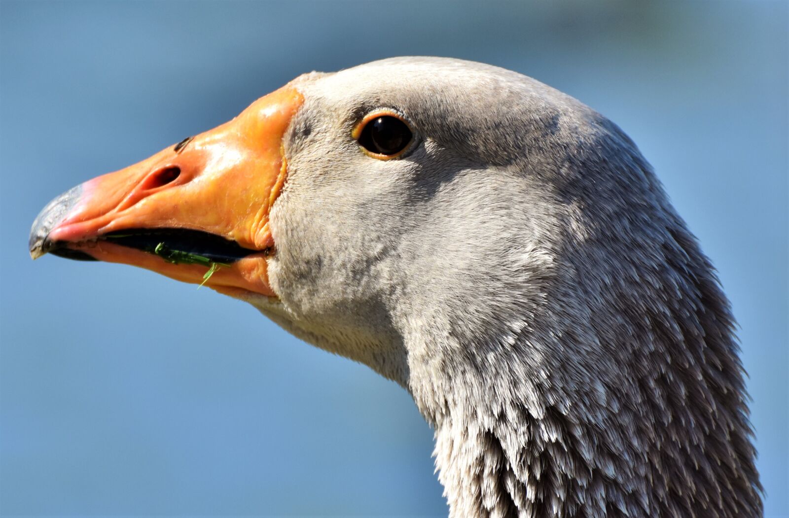 Nikon D7200 sample photo. Goose, poultry, bird photography