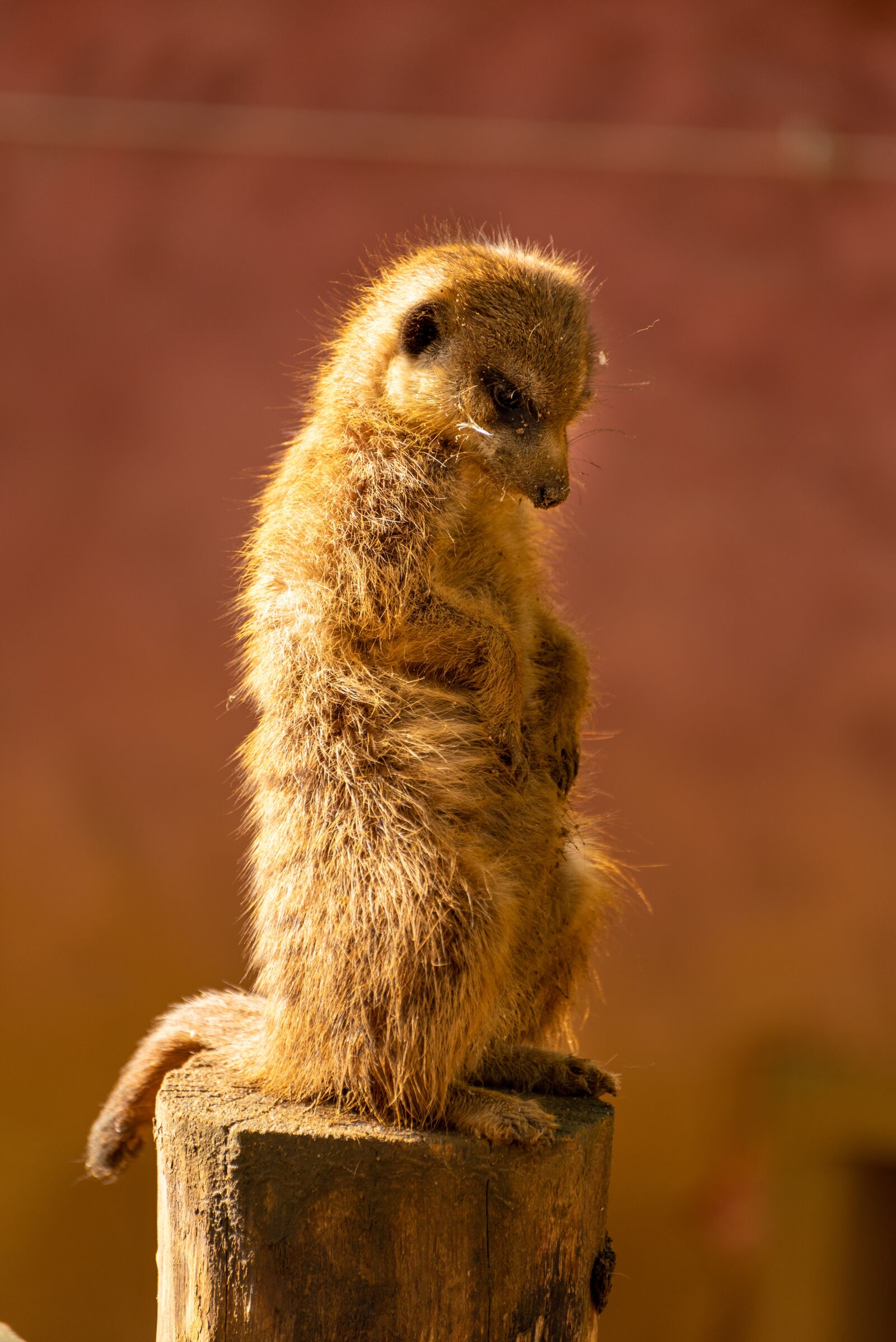 Nikon D750 sample photo. Meerkat, sun, autumn photography