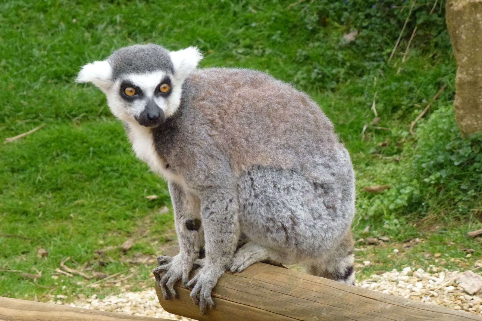 Panasonic Lumix DMC-ZS10 (Lumix DMC-TZ20 / Lumix DMC-TZ22) sample photo. Cotswold, lemur, uk photography