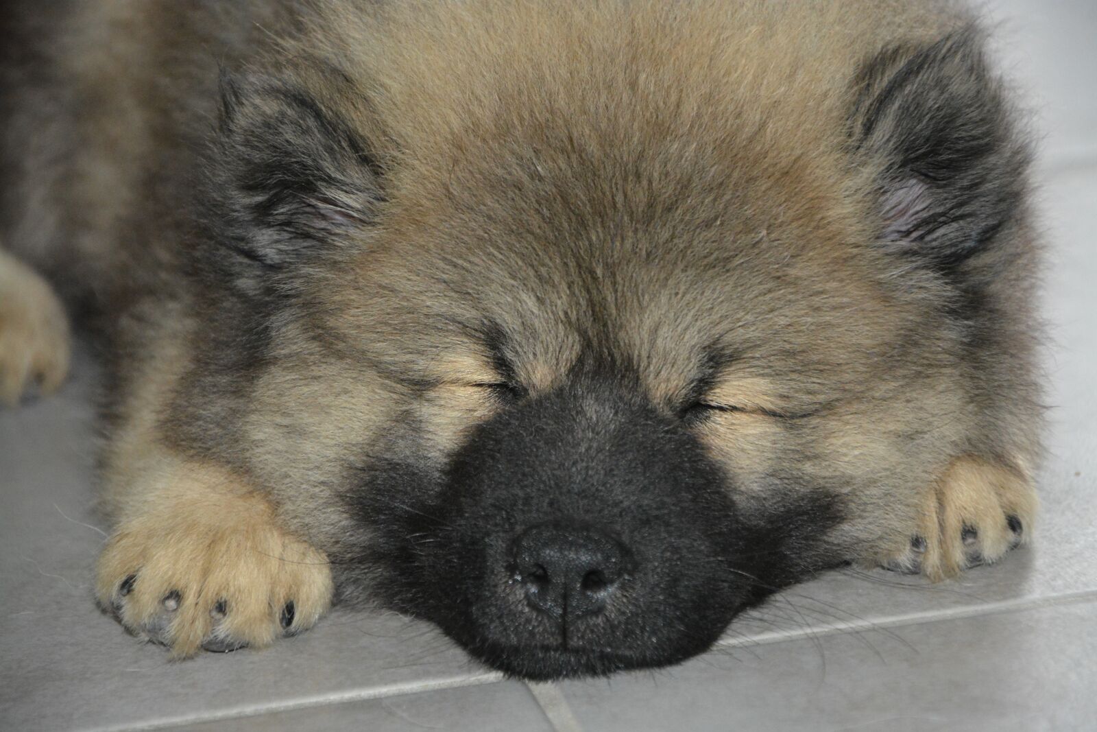 Nikon D5200 sample photo. Dog, puppy sleeping, pup photography