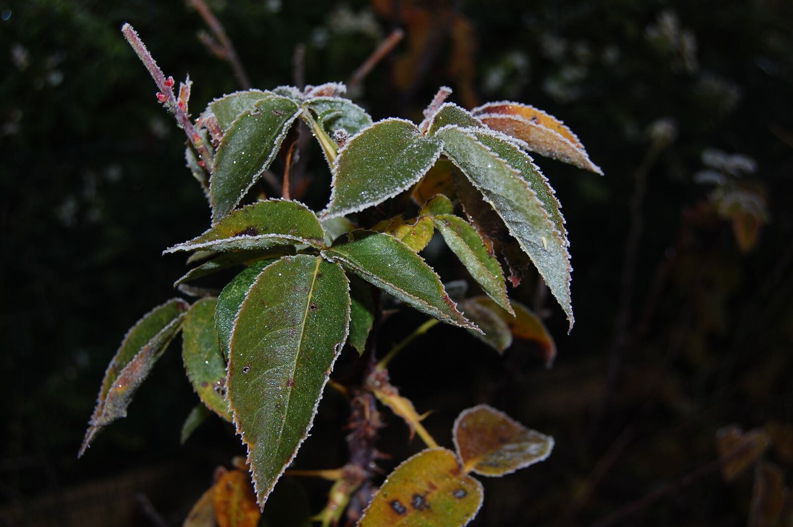 Nikon D40 sample photo. Leaves, plants, faded photography