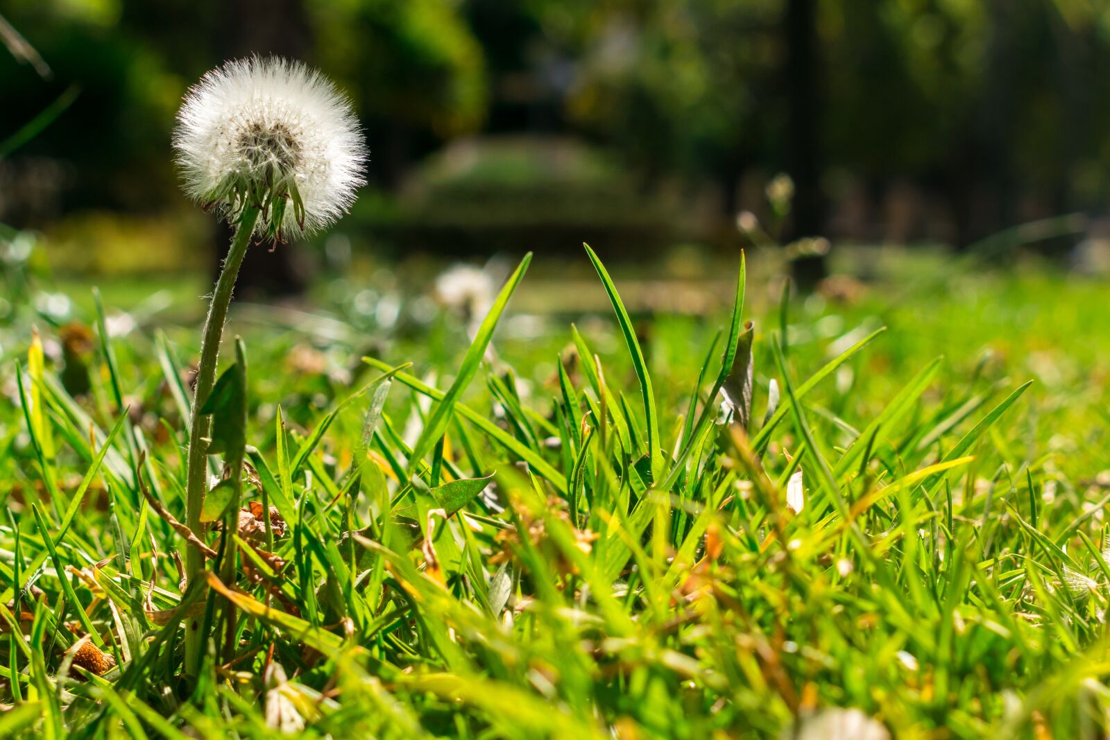 Nikon D5300 sample photo. Plant, green, nature photography
