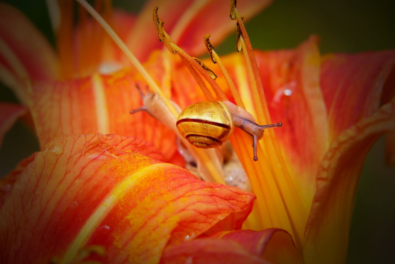 Panasonic Lumix DMC-FZ200 sample photo. Wst yk huntsman, snail photography
