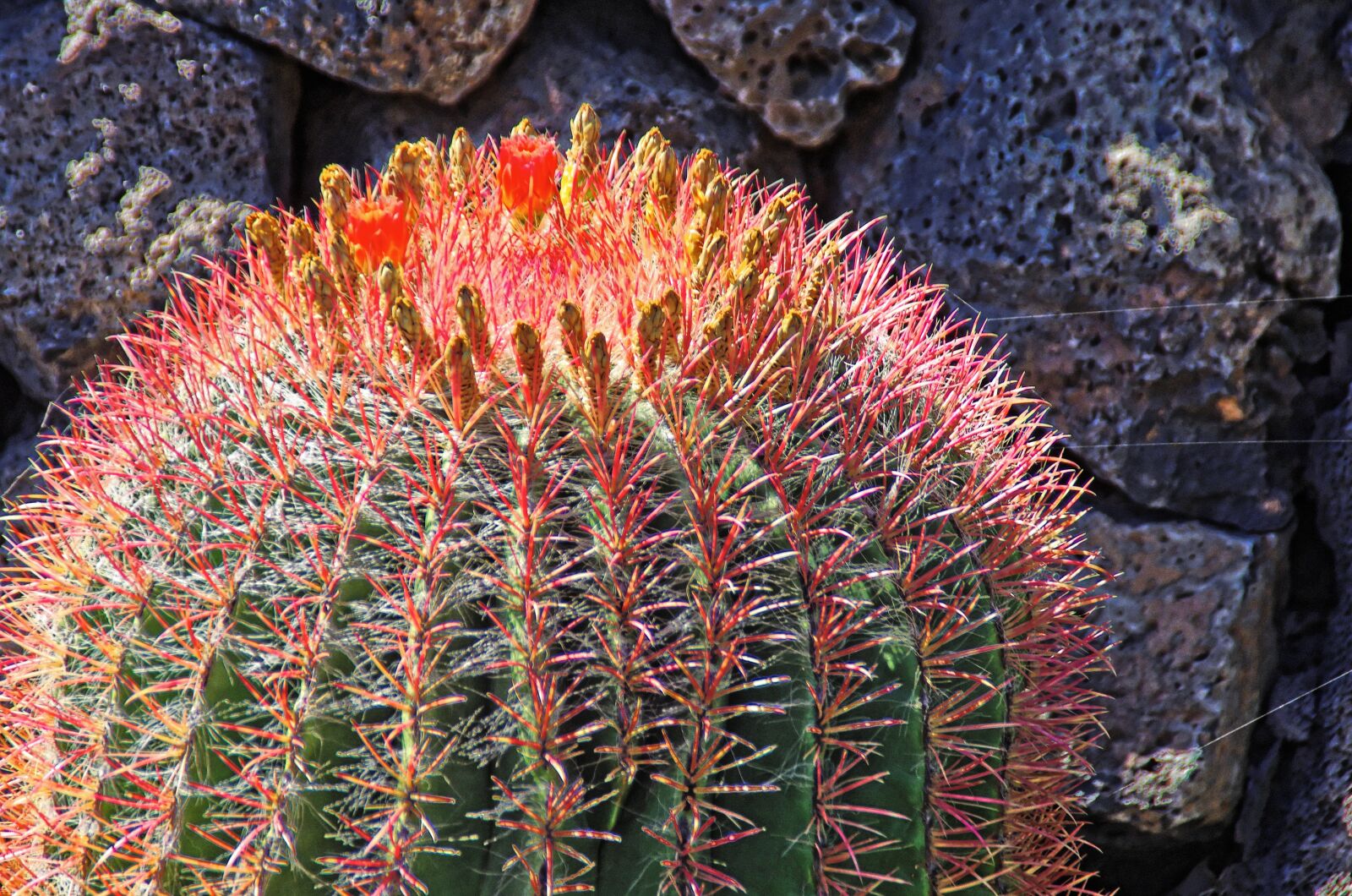 Pentax K-5 sample photo. Lanzarote, cactus, flower photography