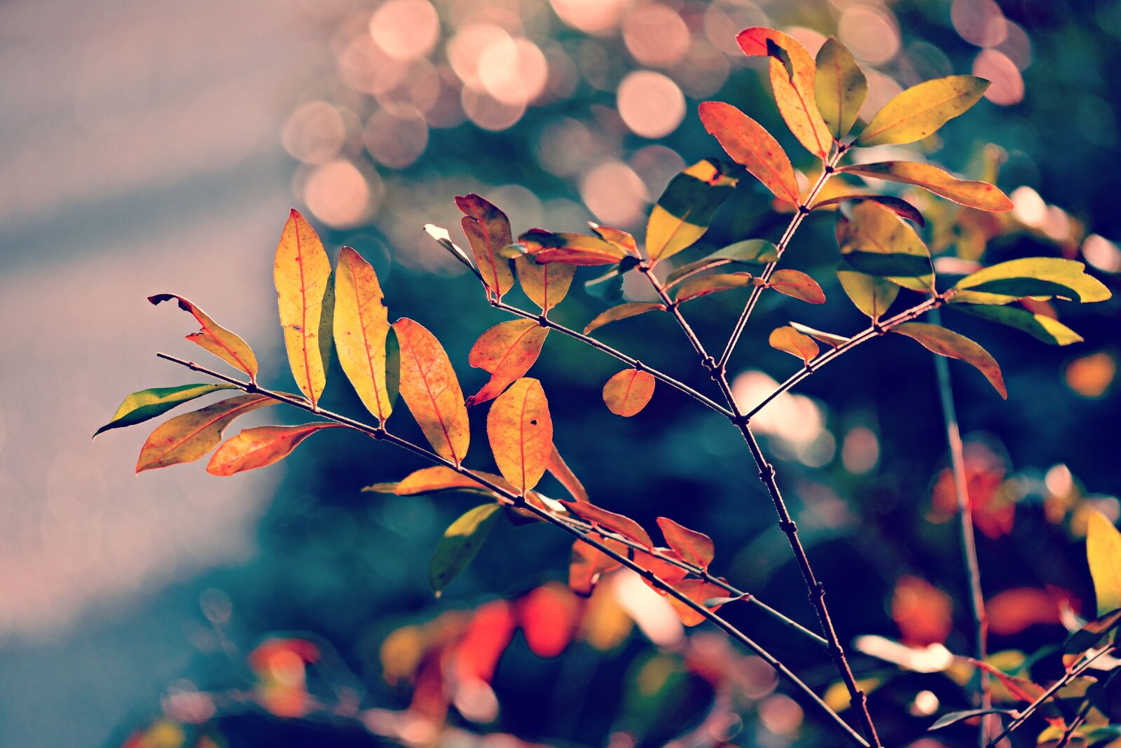 Nikon D750 sample photo. Autumn leaf, foliage, branch photography