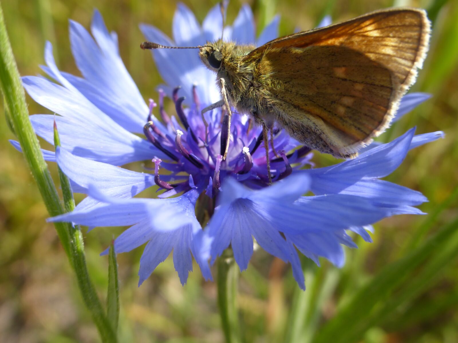 Panasonic Lumix DMC-ZS25 (Lumix DMC-TZ35) sample photo. Butterfly, summer, cornflower photography