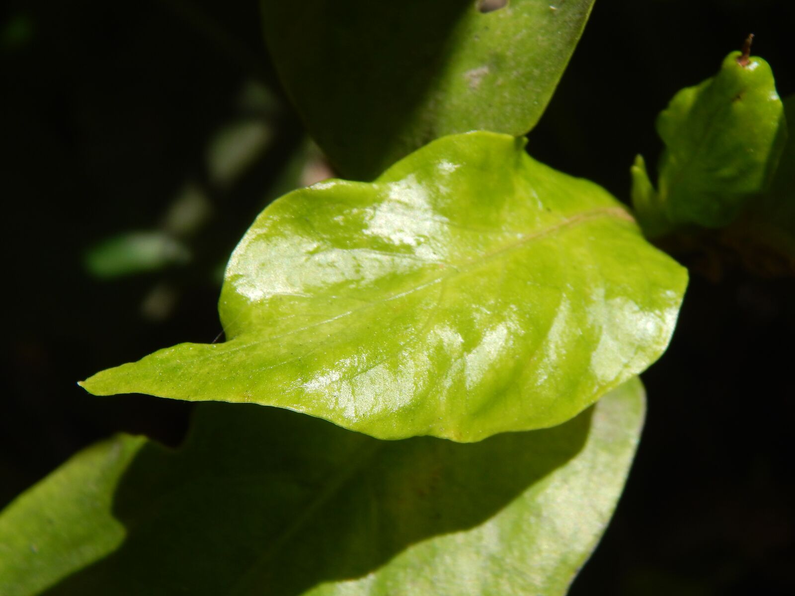 Nikon Coolpix L820 sample photo. Leaf, green, new photography