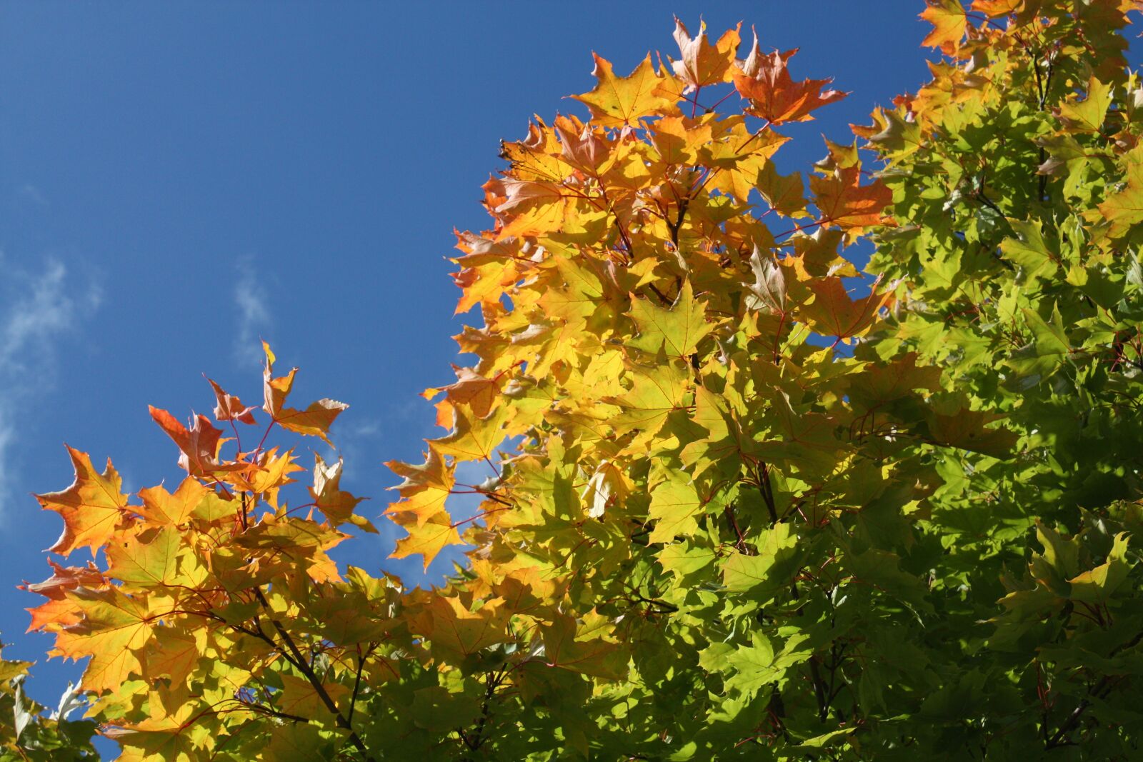Canon EOS 450D (EOS Rebel XSi / EOS Kiss X2) sample photo. Autumn, bright, leaves photography