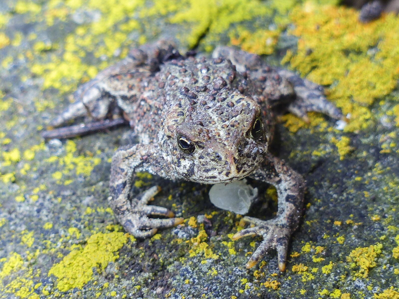Panasonic Lumix DMC-FZ200 sample photo. Toad, animal, amphibian photography