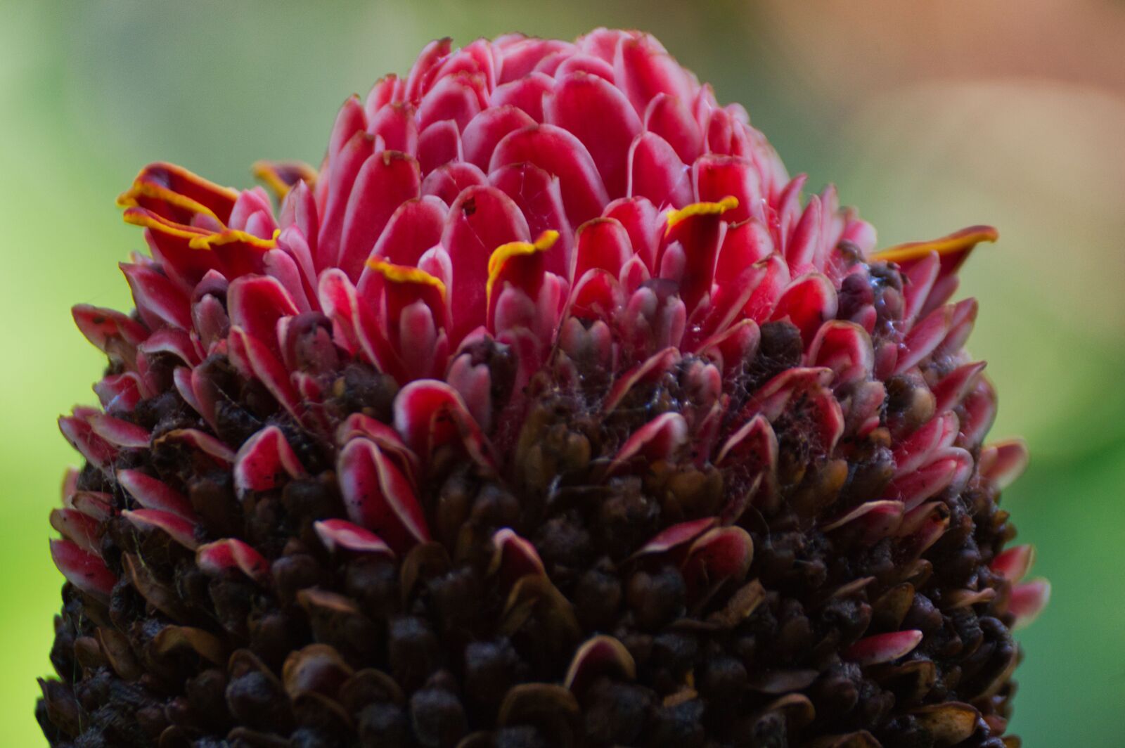 Nikon D3200 sample photo. Flower, nature, plant photography