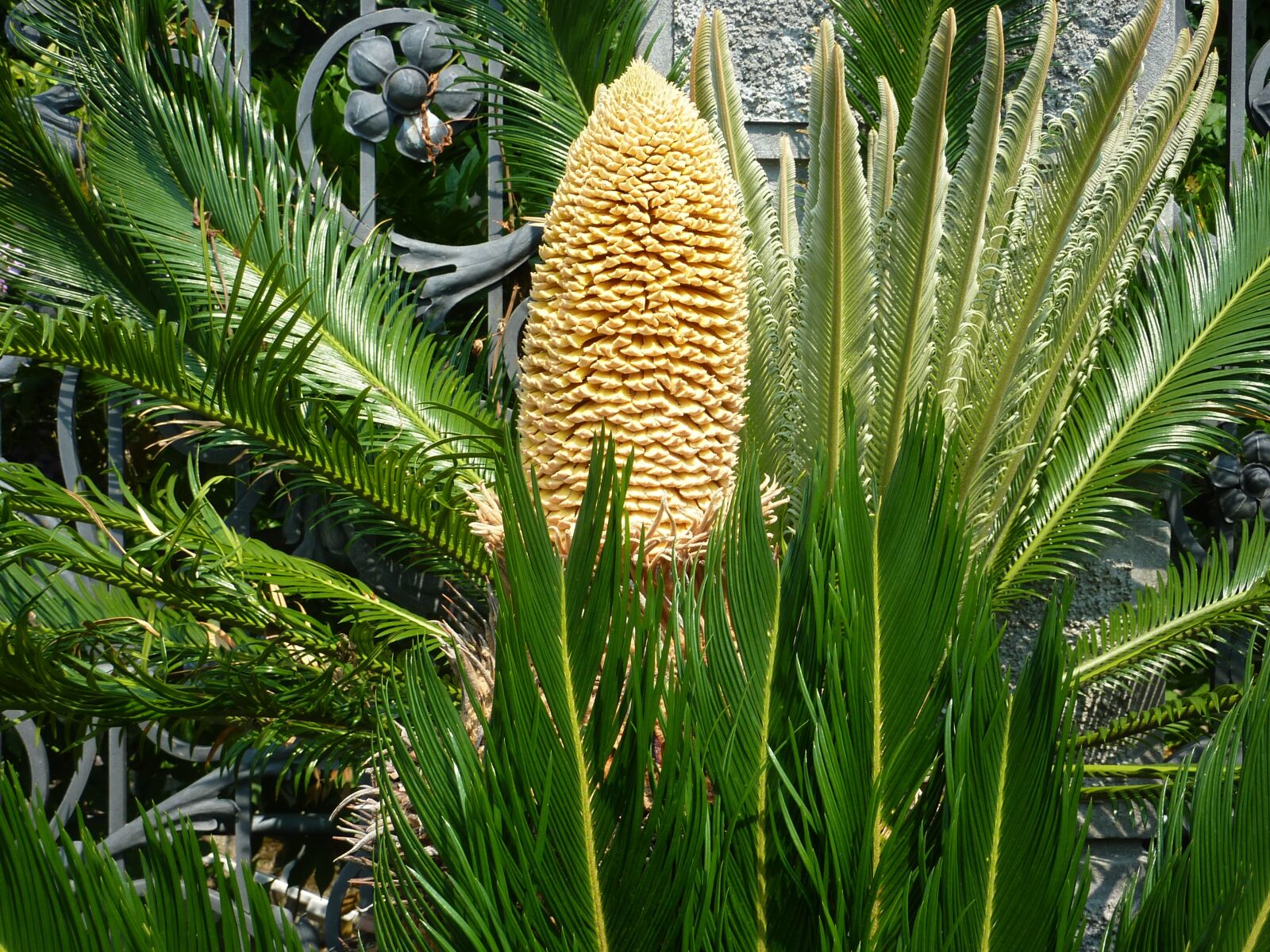Panasonic DMC-TZ7 sample photo. Palm trees, flower, garden photography