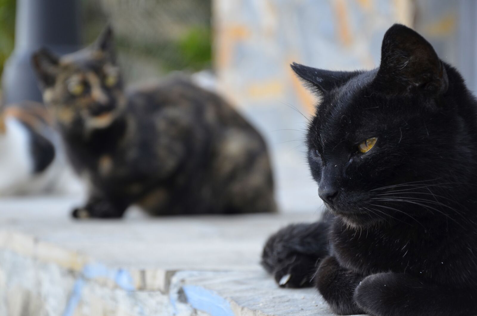 Nikon D7000 sample photo. Cat, animals, charming photography