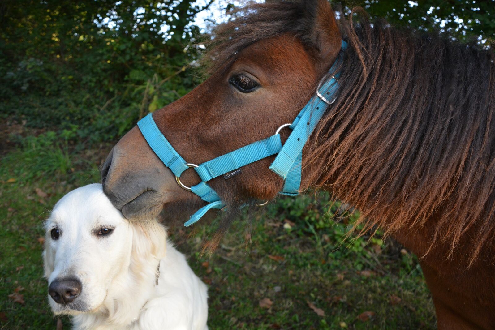 Nikon D5200 sample photo. Kiss, shetland pony, dog photography
