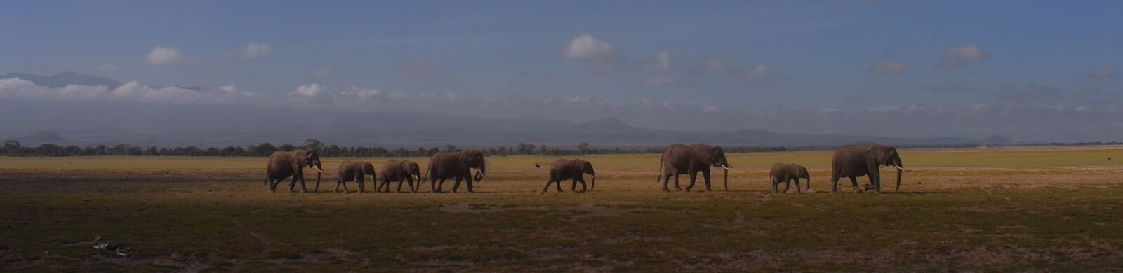 Nikon D200 sample photo. Elephants, panorama, kenya photography