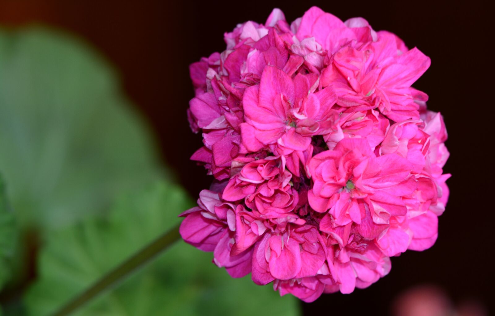 Nikon D5200 sample photo. Flowers, flower, beauty photography