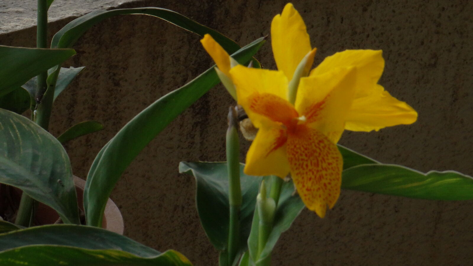 Sony DSC-HX200V sample photo. 365, photos, canna, lily photography