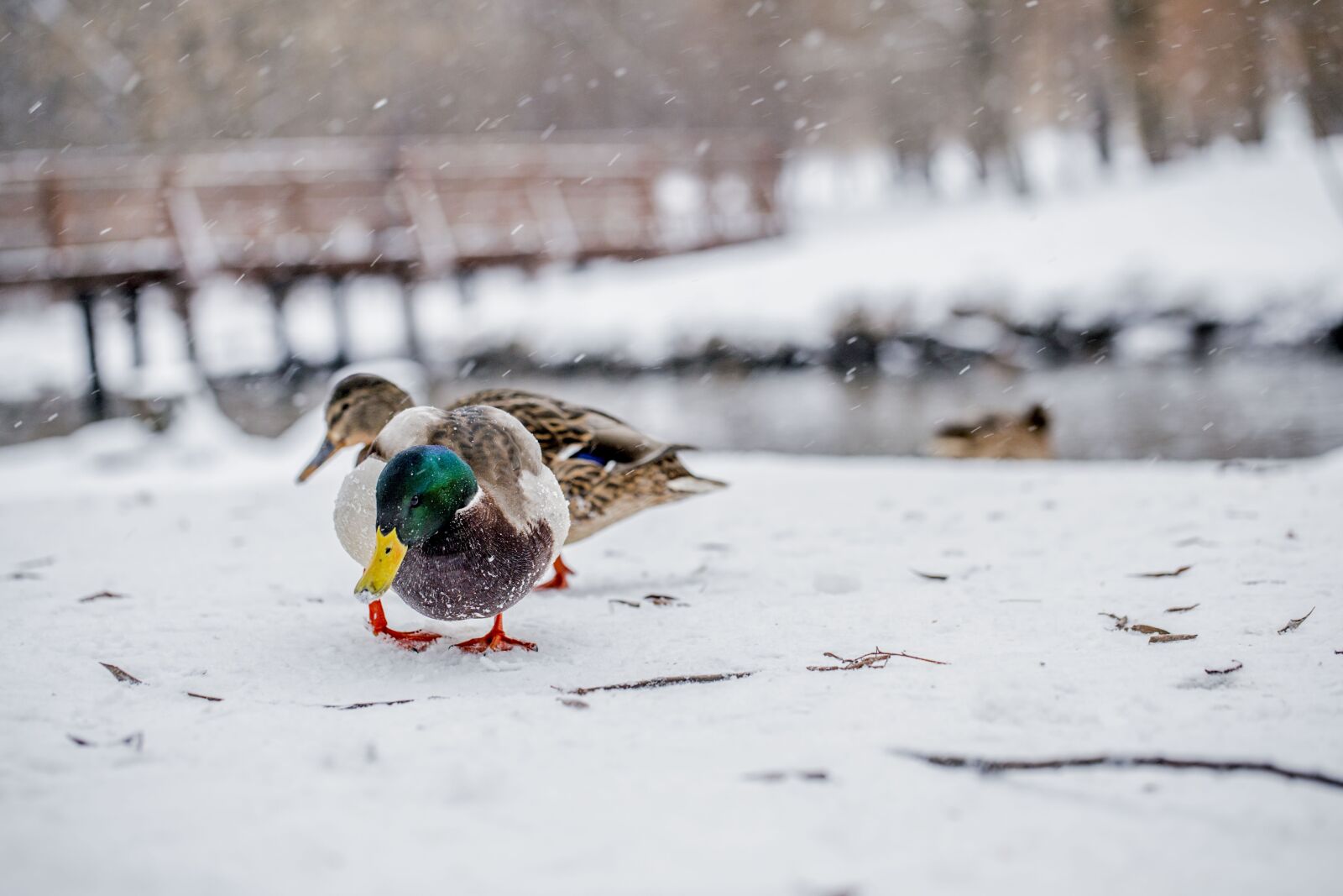 Canon EOS 6D + Canon EF 100mm F2.8L Macro IS USM sample photo. Winter, ducks, bird photography