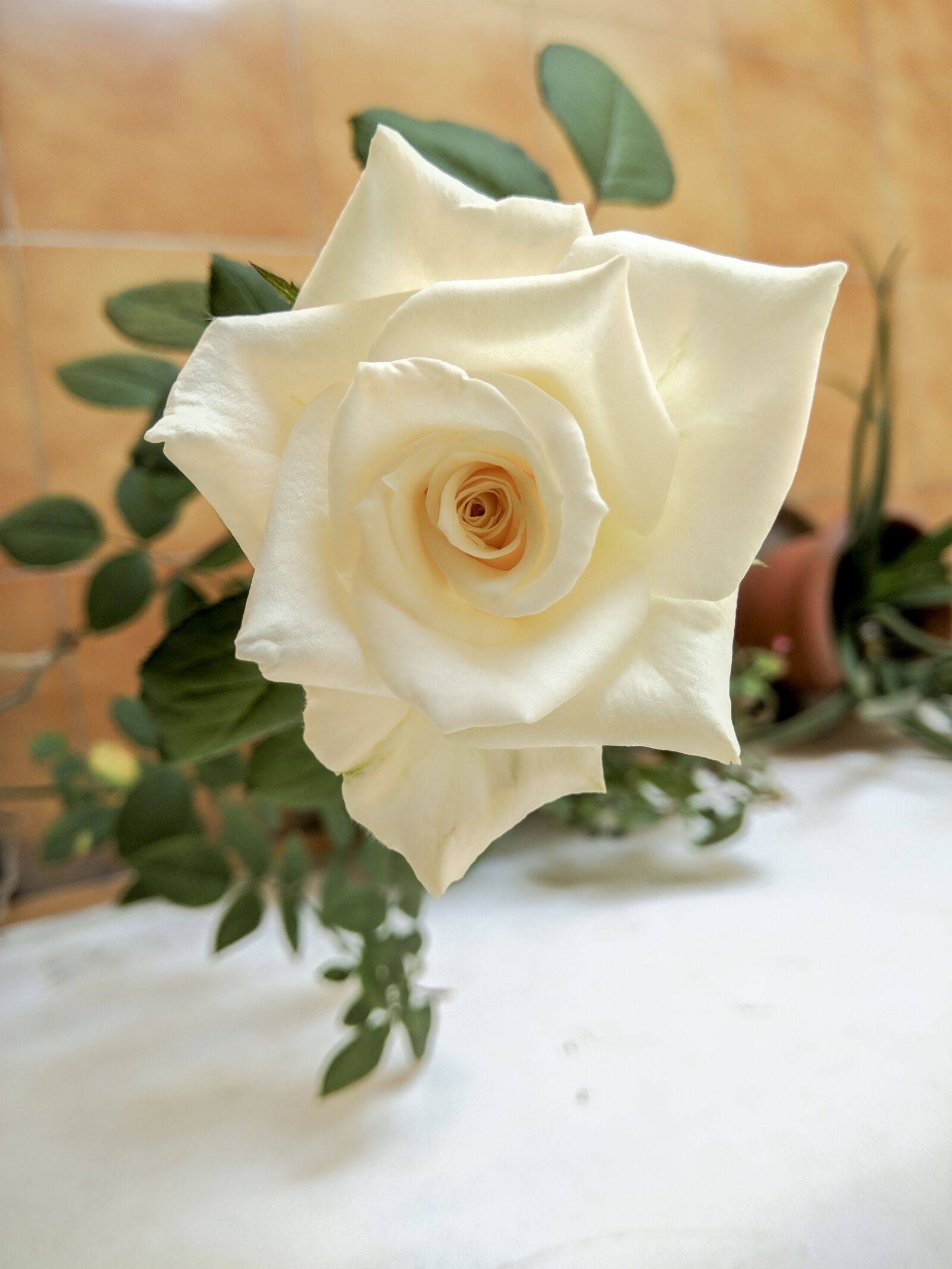 Xiaomi Redmi Note 4 sample photo. Flower, leaf, rose photography