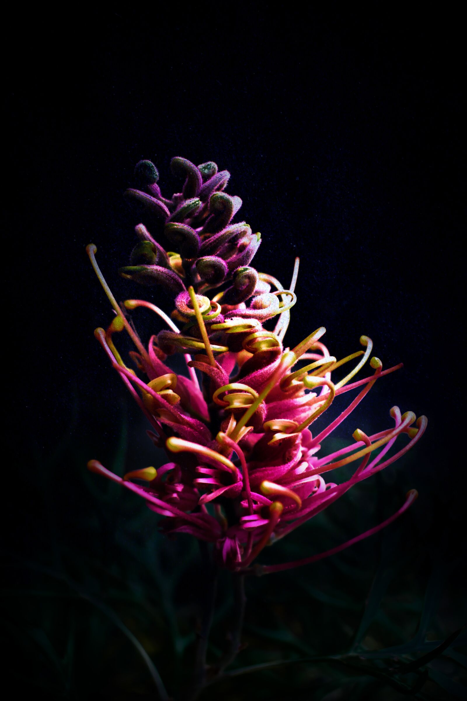 Nikon D3400 sample photo. Grevillea, flower, dark photography