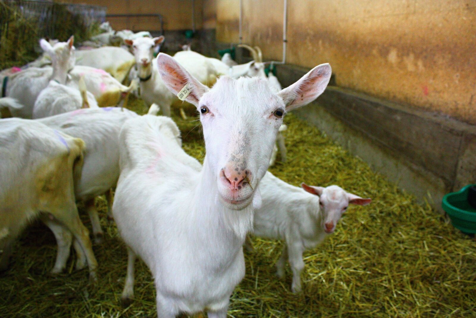 Canon EOS 450D (EOS Rebel XSi / EOS Kiss X2) sample photo. Goat, farm, white goat photography