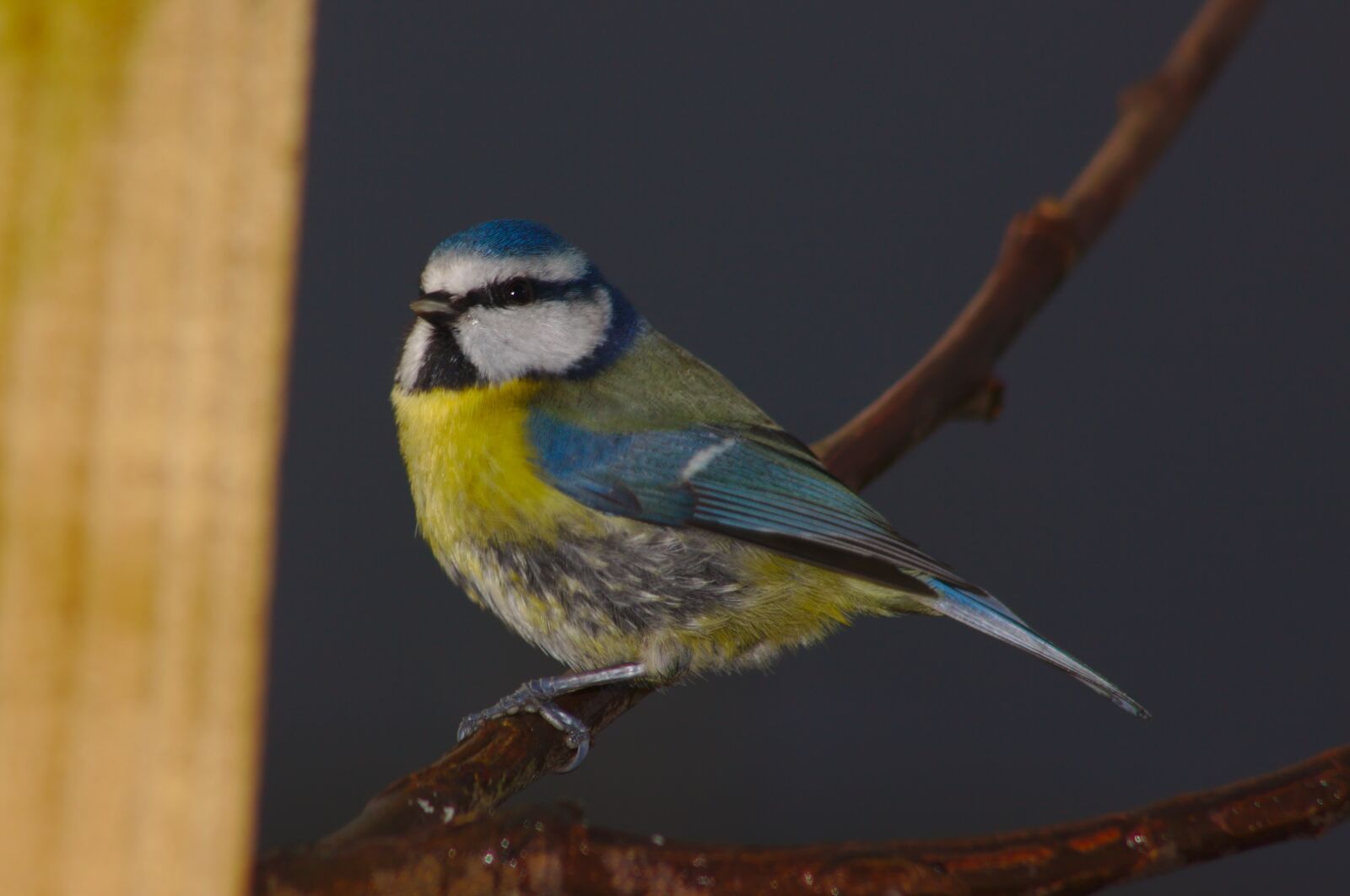 Canon EOS 50D sample photo. Bluetit, bird, grey background photography