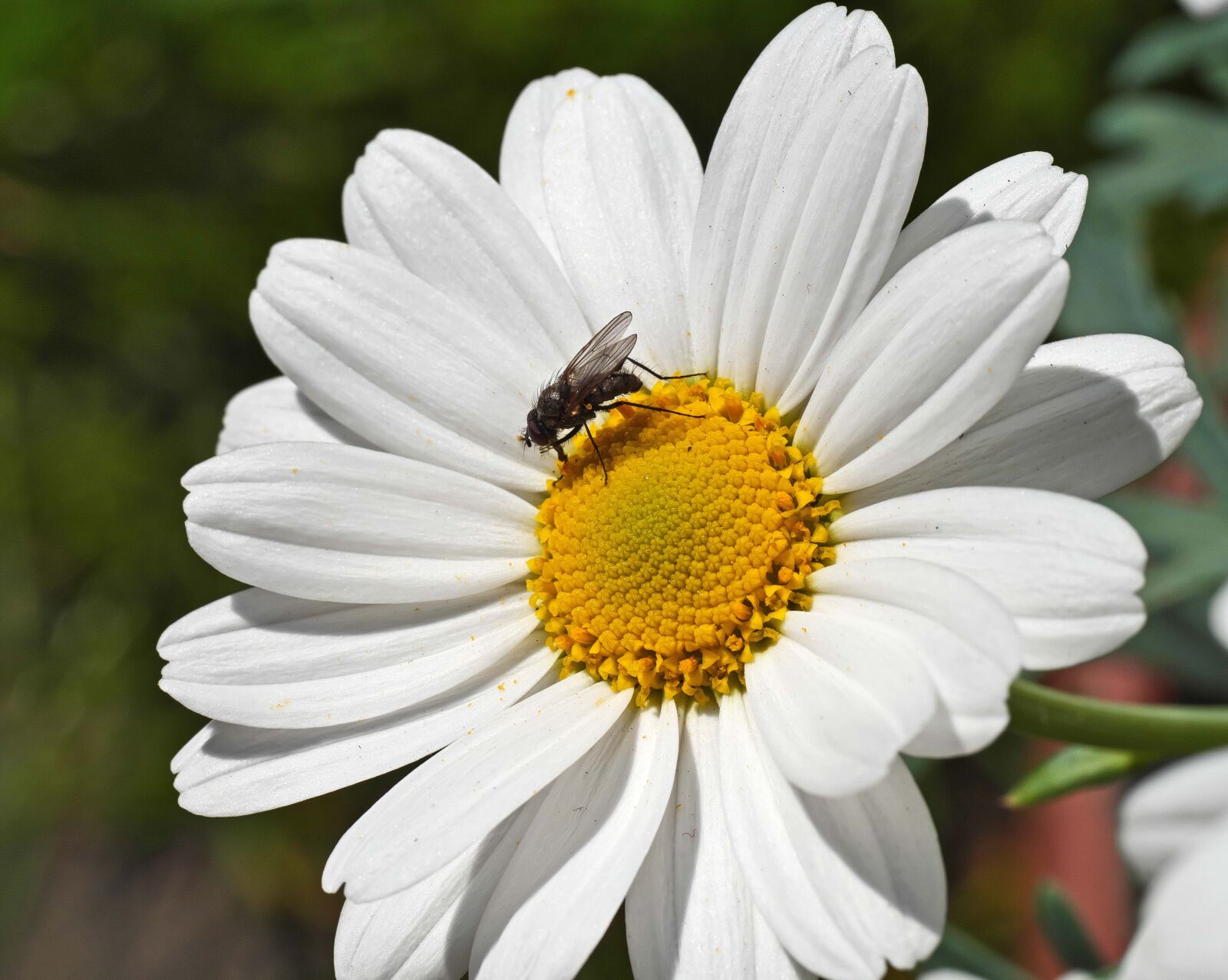 Panasonic Lumix DC-G9 sample photo. Marguerite, spring flower, white photography