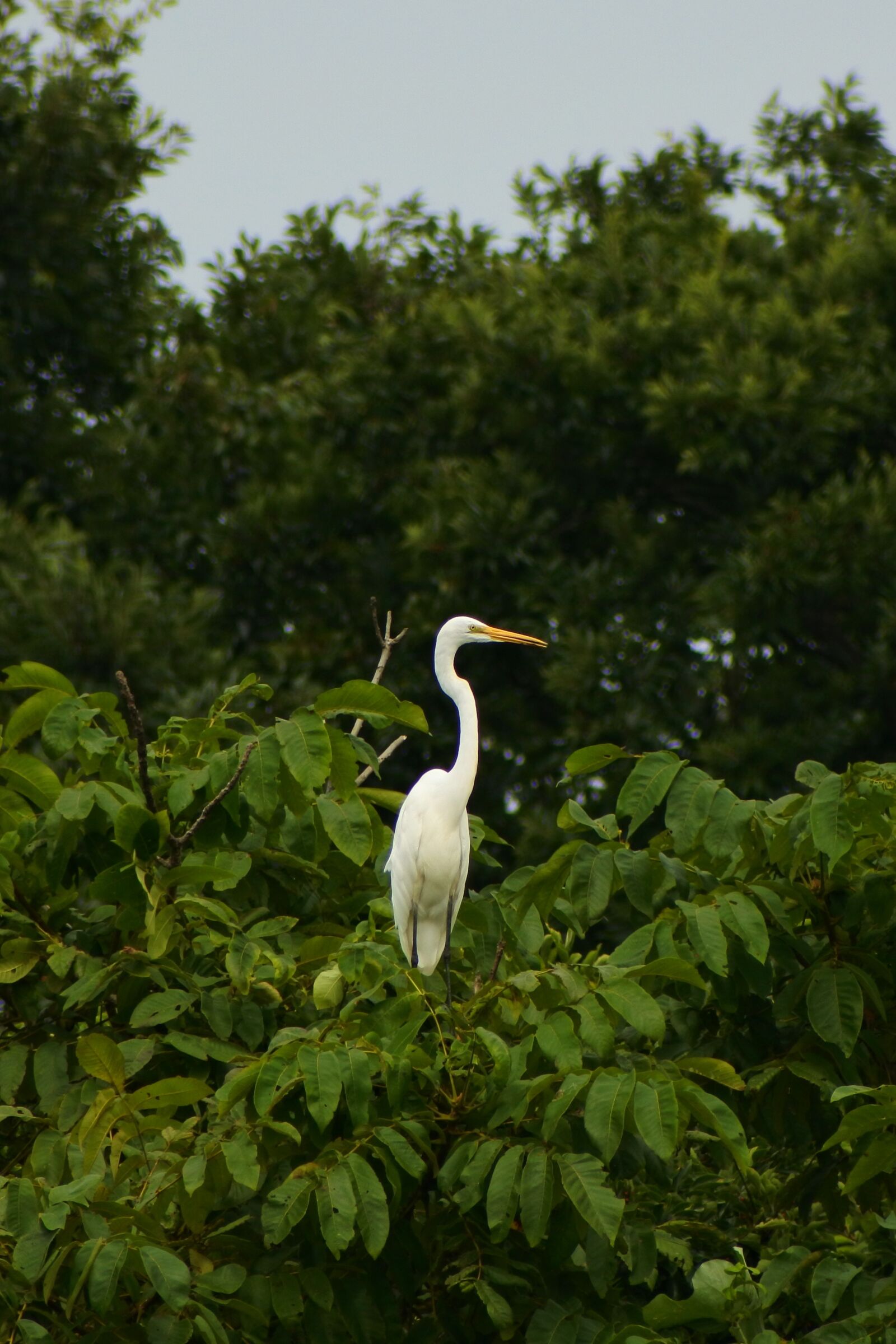 VR 70-300mm f/4.5-6.3G sample photo. Animal, forest, park photography