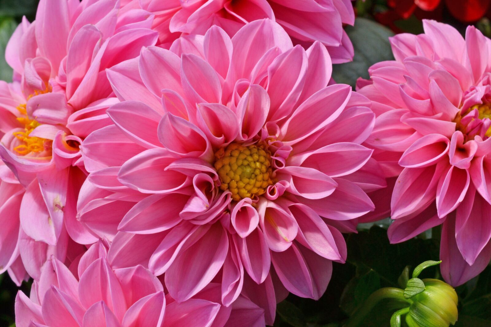 Nikon D3100 sample photo. Dahlia, pink flower, georgine photography