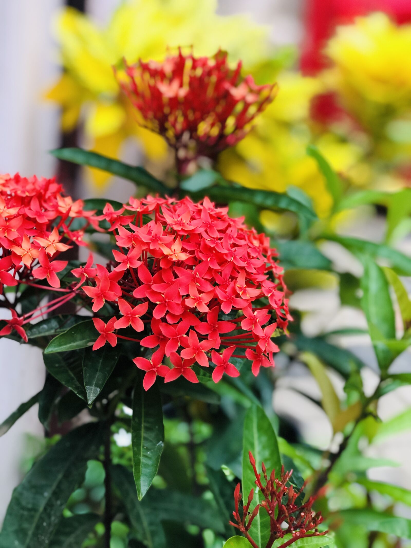 iPhone 8 Plus back dual camera 6.6mm f/2.8 sample photo. Flower, red, garden photography