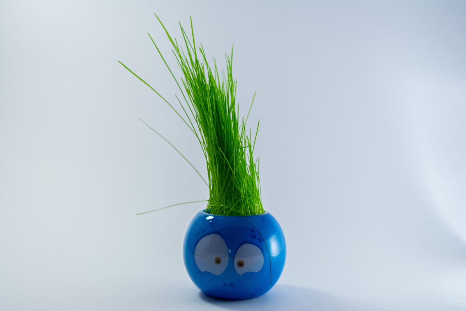 Nikon D5200 sample photo. White background, grass, blue photography