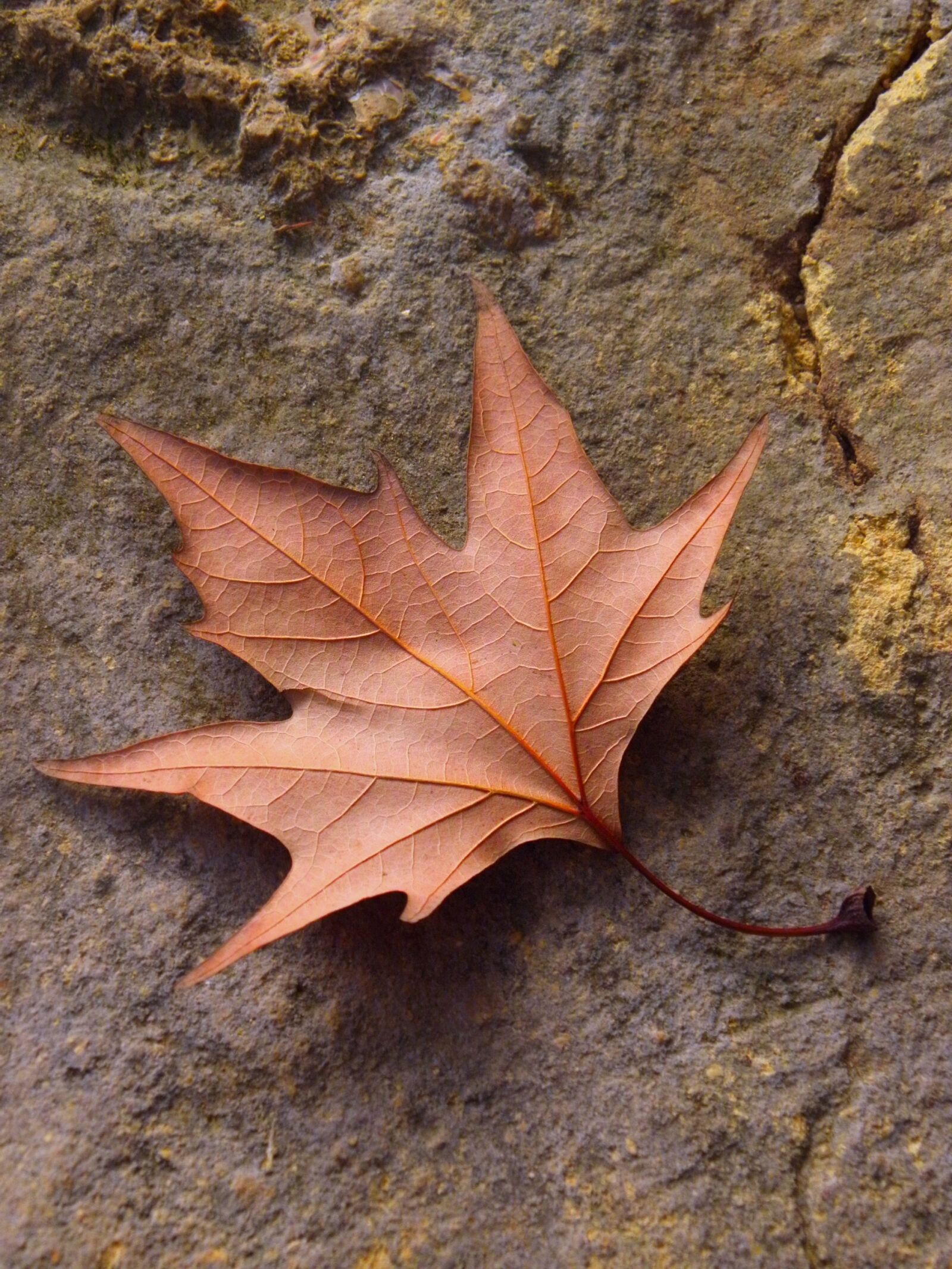 Olympus SP600UZ sample photo. Leaf, fall, nature photography
