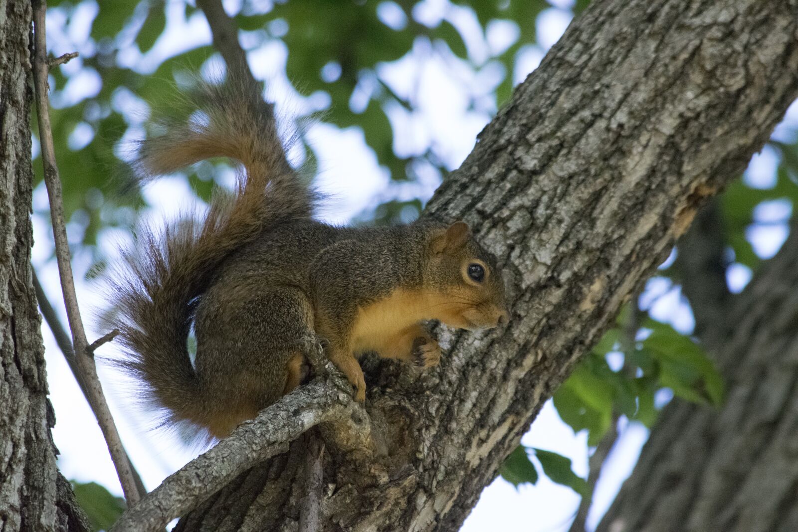 Nikon D5300 sample photo. Tree, nature, wildlife photography