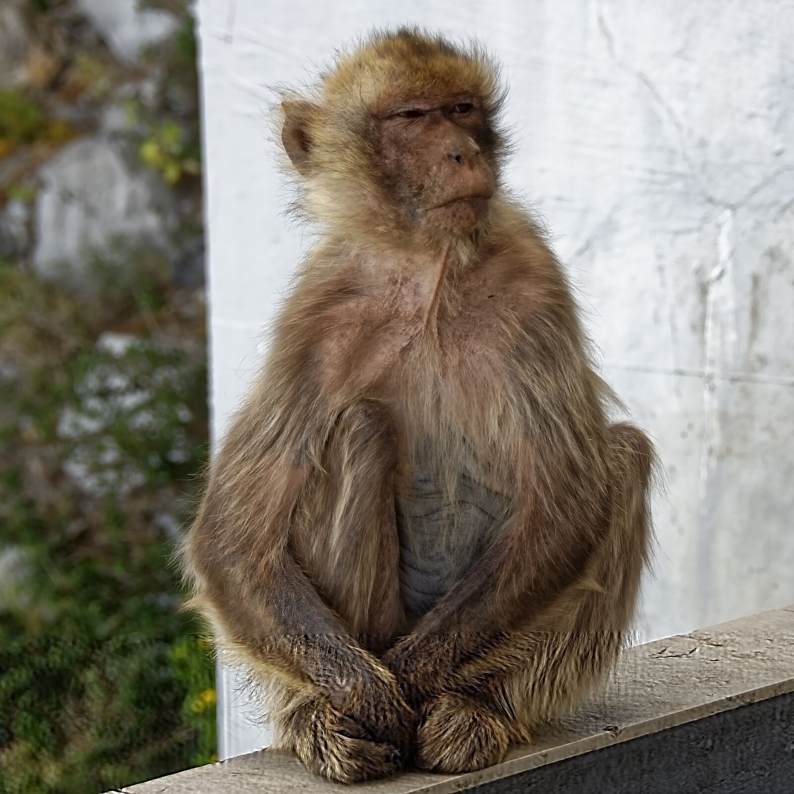 Nikon D7000 sample photo. Barbary ape, monkey, animal photography