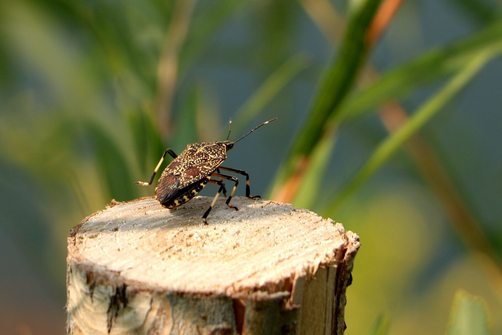 Canon EOS 750D (EOS Rebel T6i / EOS Kiss X8i) sample photo. China, pet, beetle photography