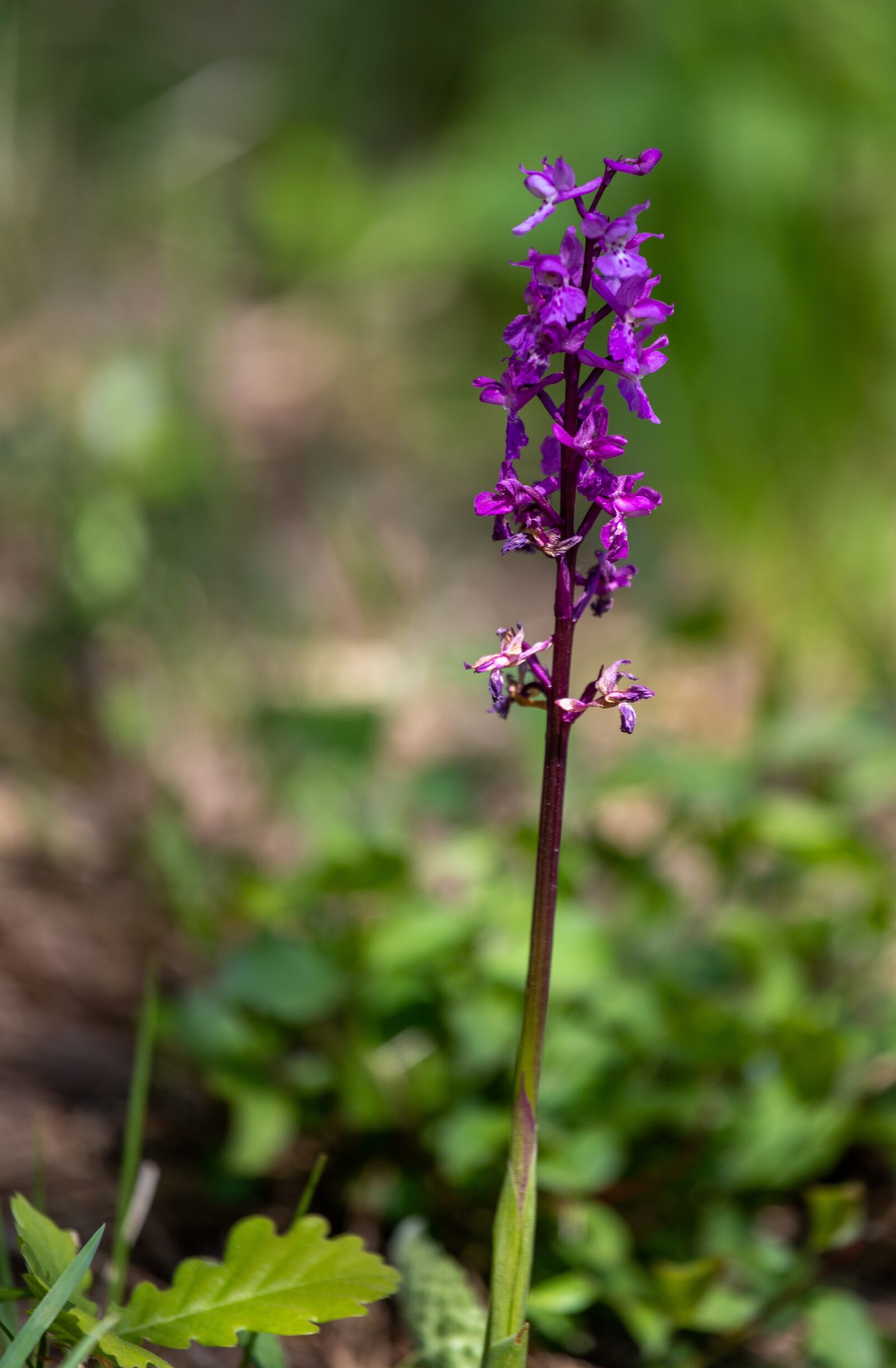 Canon EOS 6D Mark II + Canon EF 70-200mm F4L USM sample photo. Orchis, nature, savoie photography