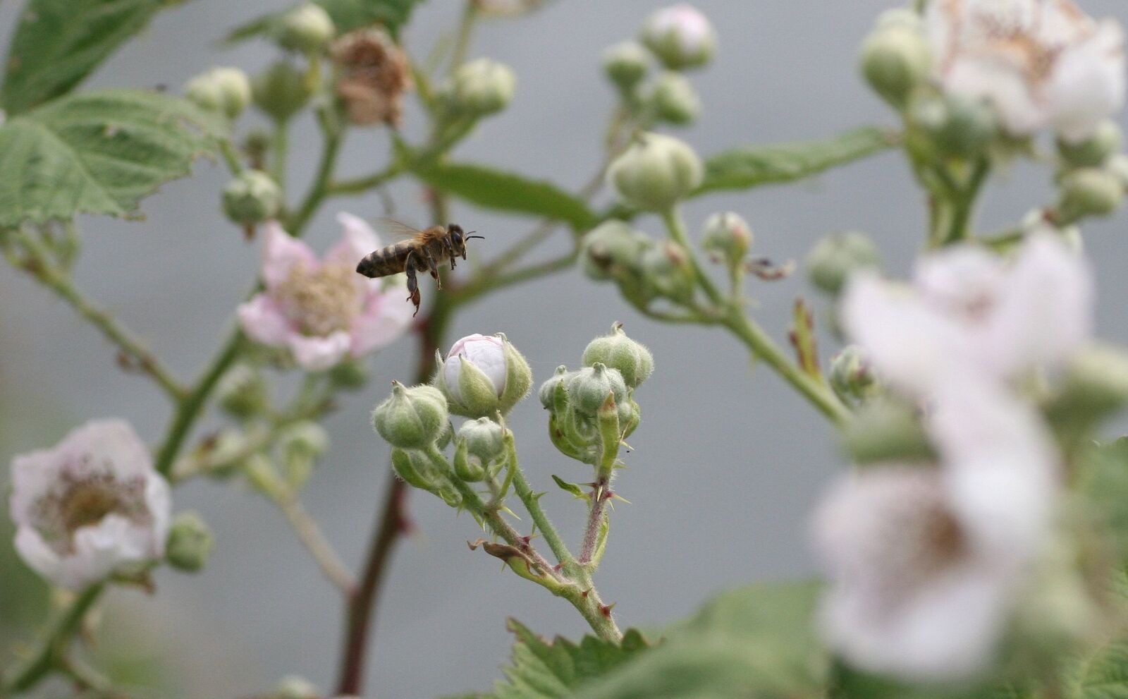 Canon EOS 350D (EOS Digital Rebel XT / EOS Kiss Digital N) sample photo. Bee, flowers, pollen photography