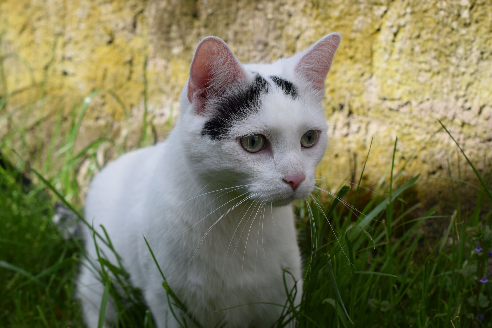 Nikon D3300 sample photo. Cat, animals, domestic cat photography