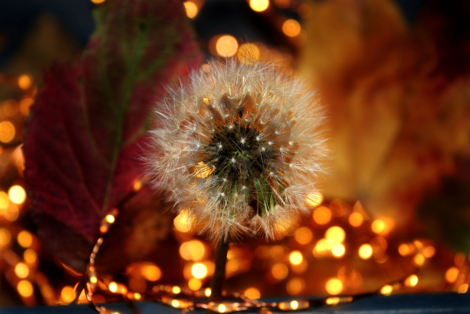 Nikon D80 sample photo. Dandelion, nature, screen photography