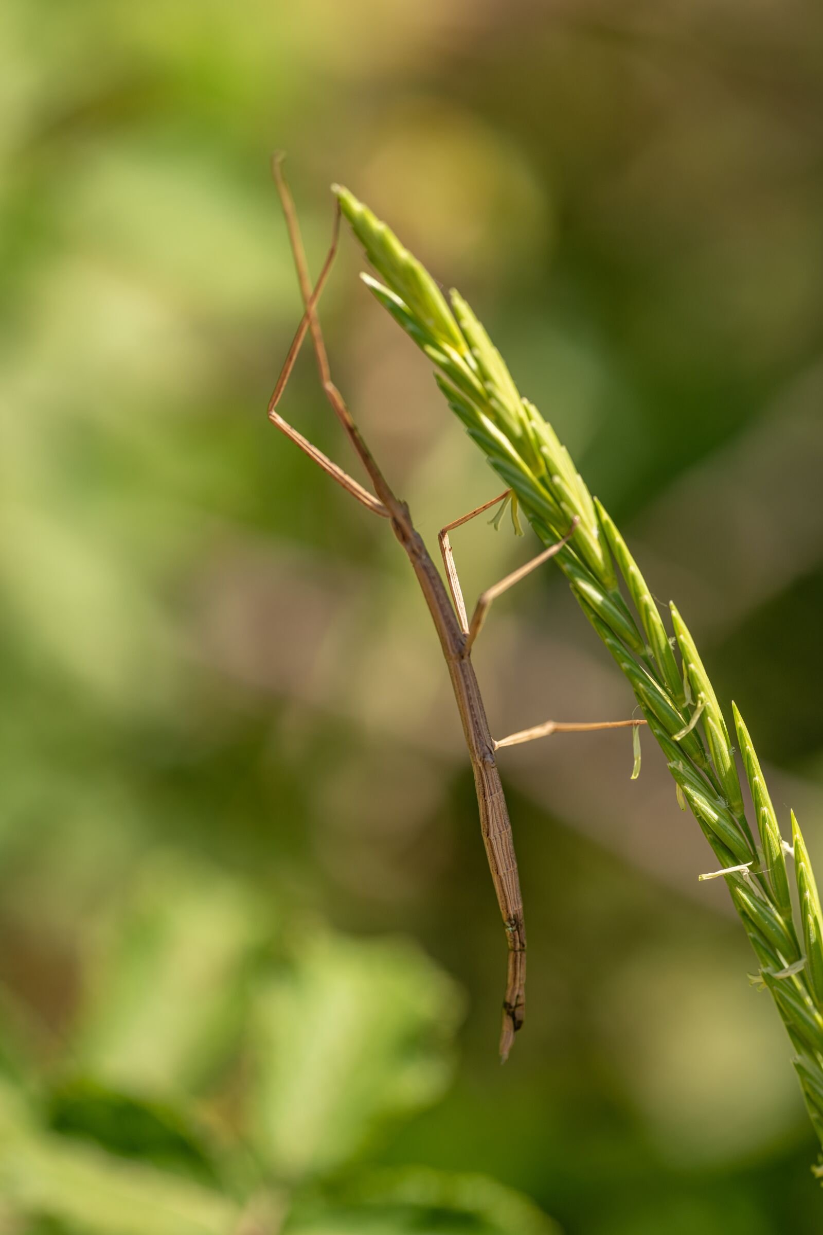 Nikon D850 sample photo. Stick insect, grass, insect photography
