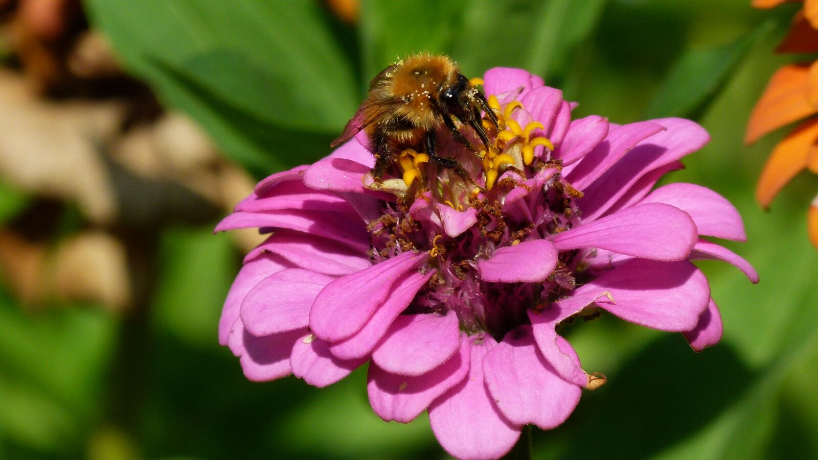Panasonic Lumix DMC-FZ100 sample photo. Flower, insect, macro photography