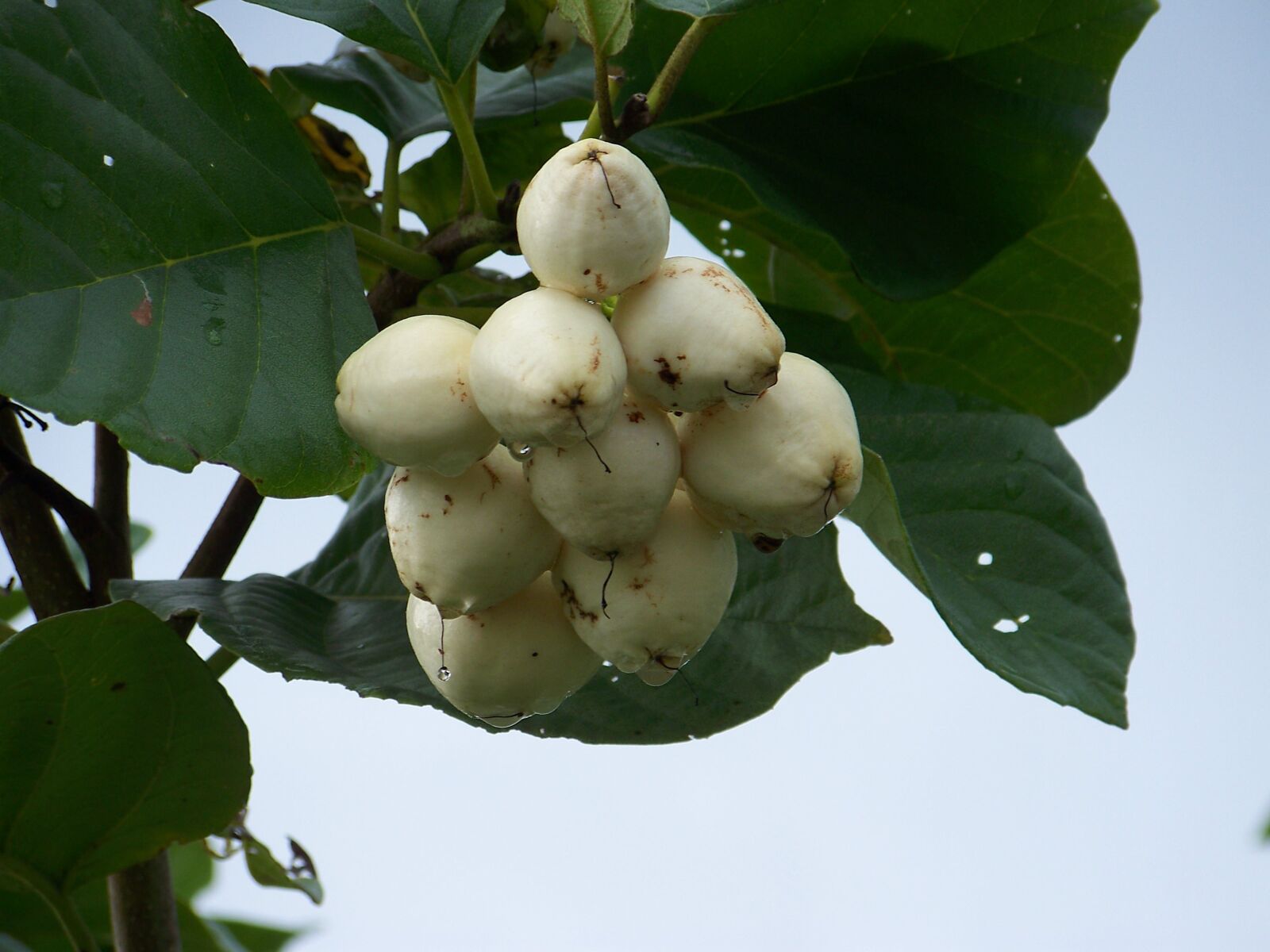 Kodak Z712 IS ZOOM DIGITAL CAMERA sample photo. Fruit, tropic, white photography
