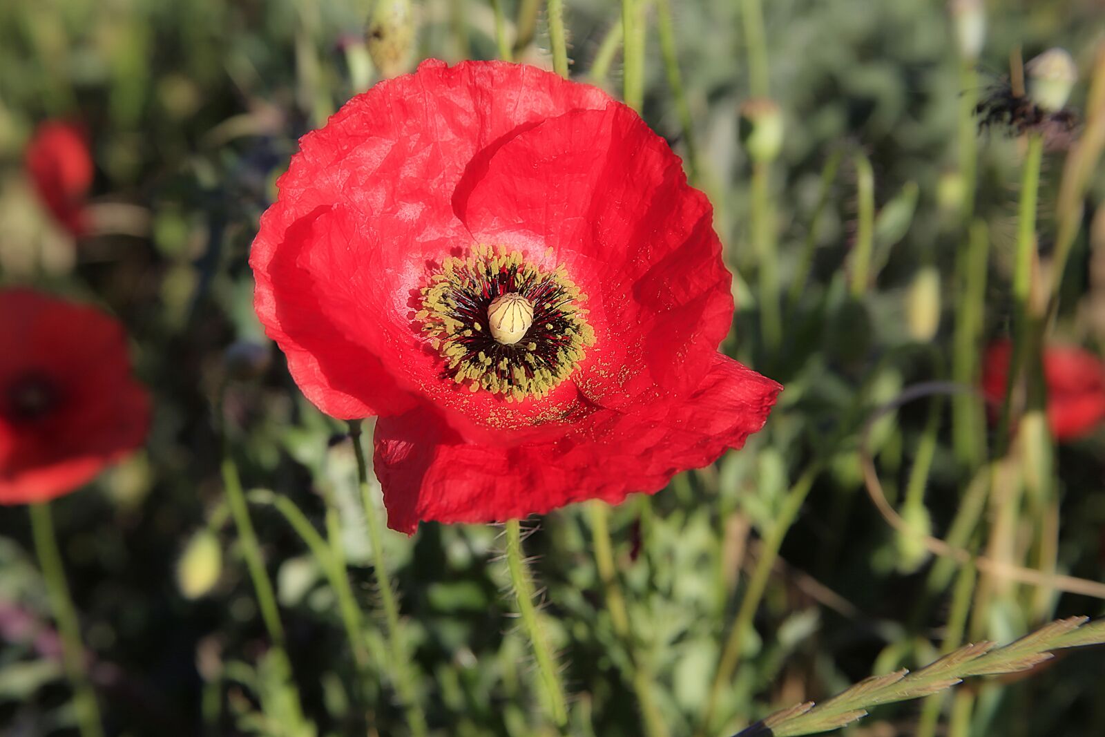 Canon EOS 5D Mark III sample photo. Poppy, flower, red photography