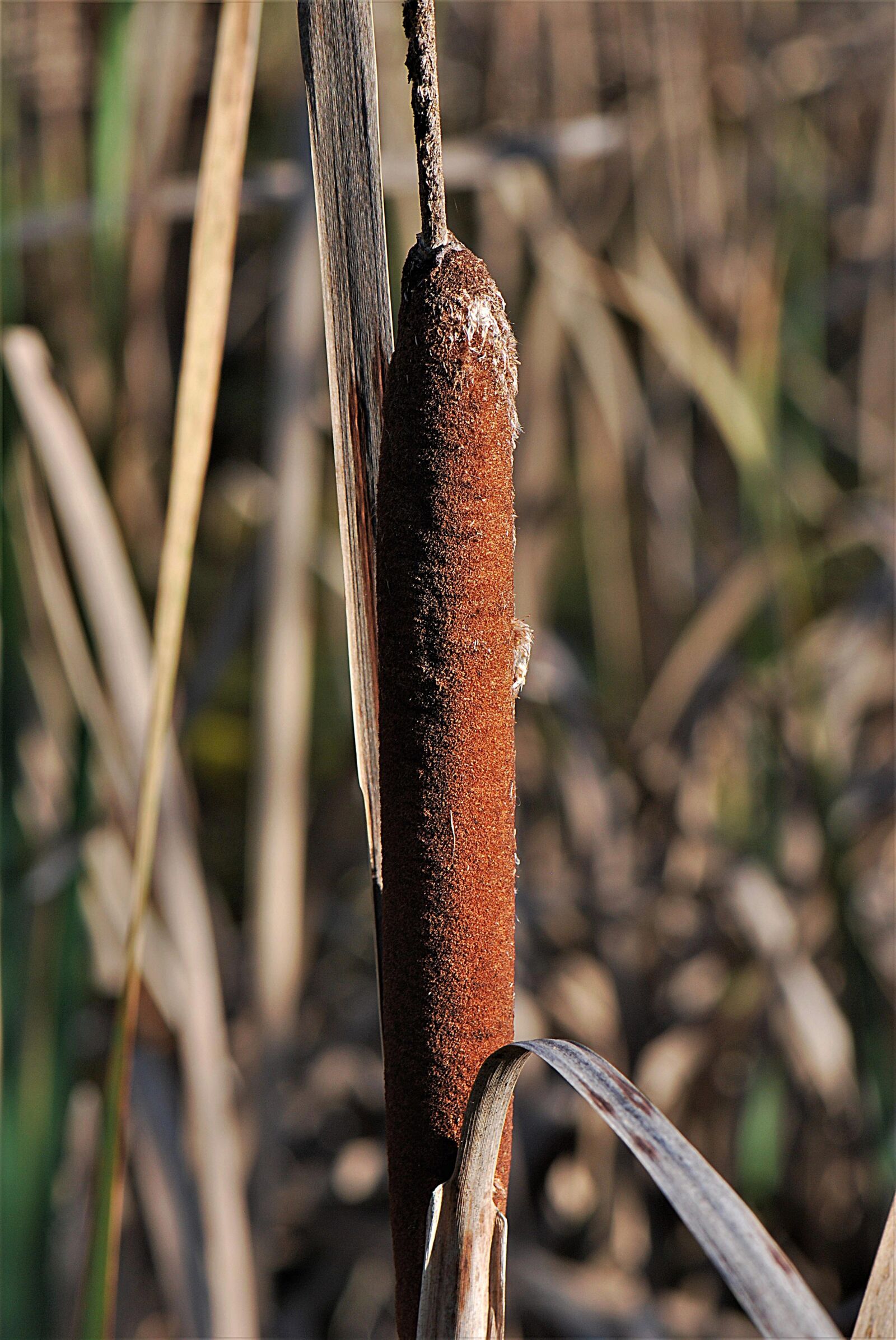 Nikon D80 sample photo. Cattail, reed, tube piston photography