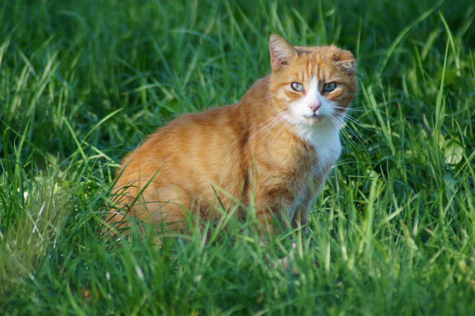 Sony SLT-A58 sample photo. Cat, animal, meadow photography