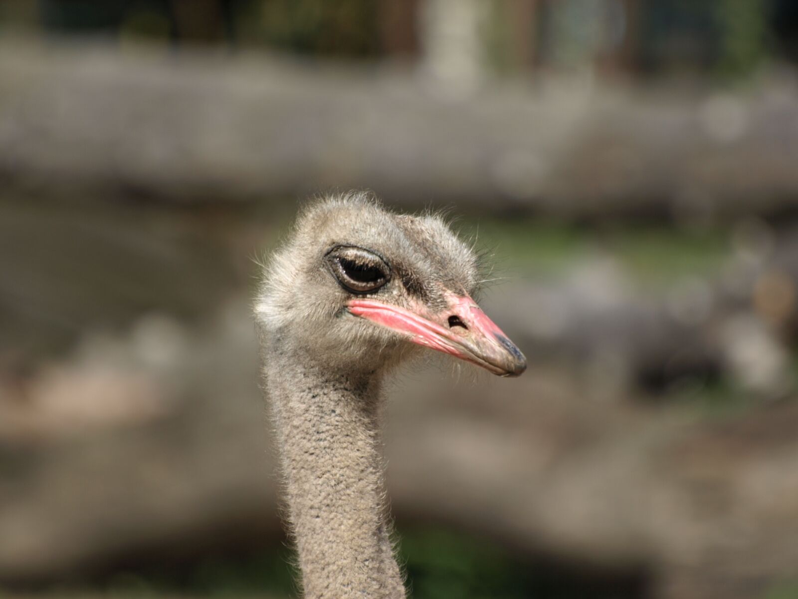 Olympus E-410 (EVOLT E-410) sample photo. Ostrich, zoo, the head photography