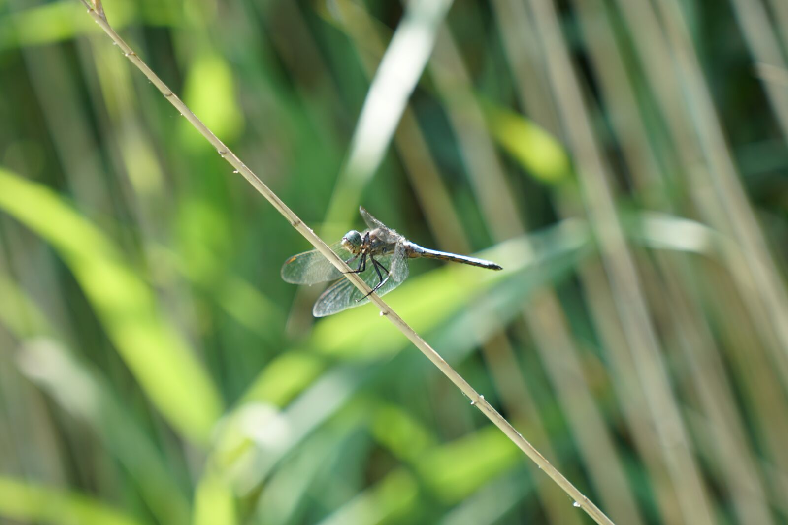 Sony a6300 sample photo. Dragonfly, flight insect photography