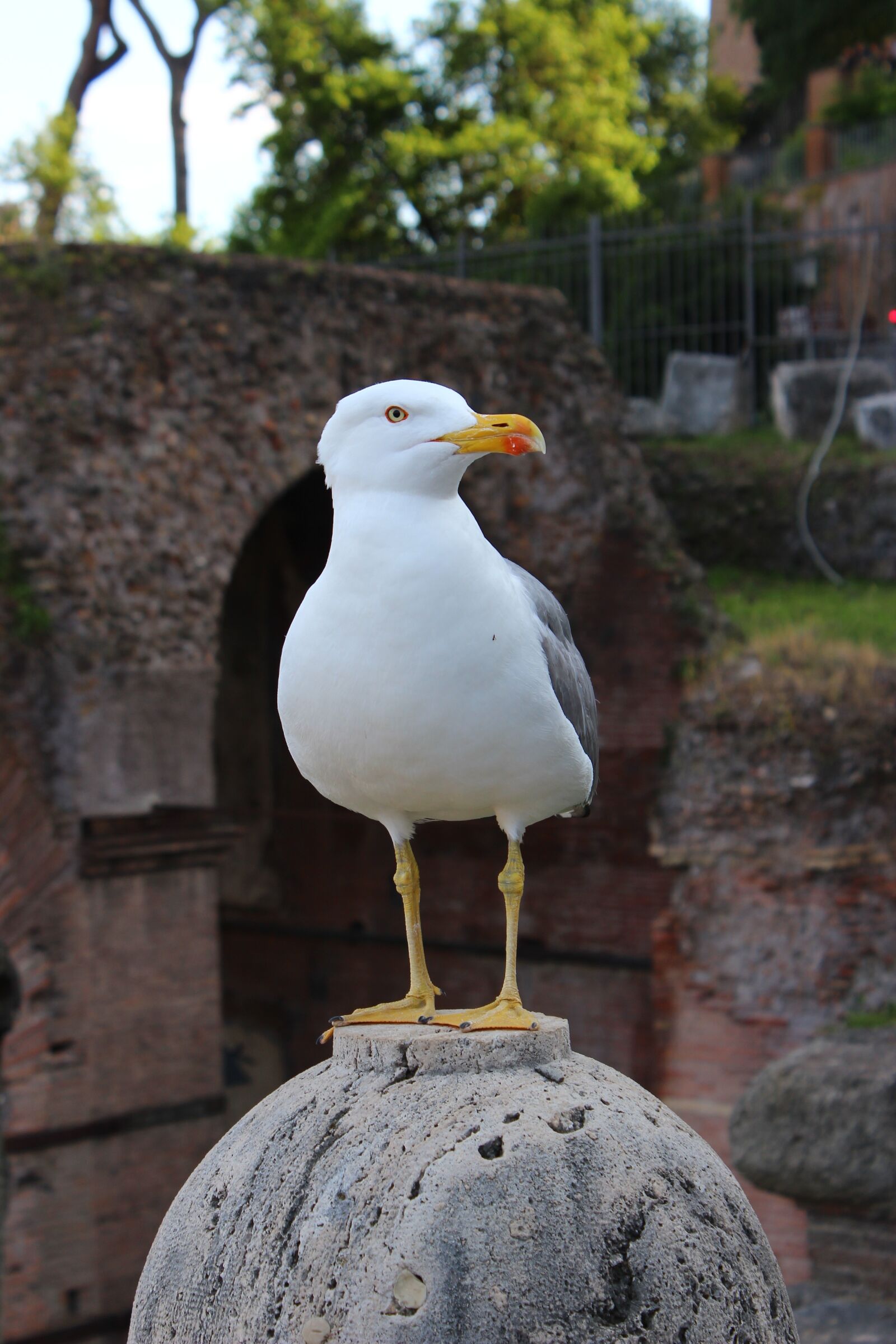 Canon EOS 600D (Rebel EOS T3i / EOS Kiss X5) sample photo. The seagull, animal, bird photography