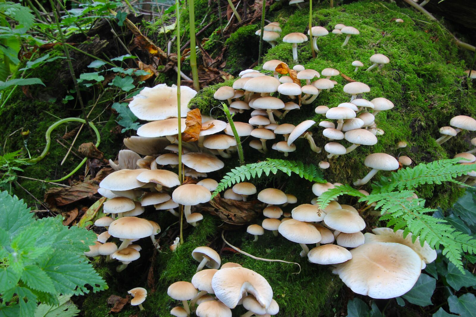 Canon EOS 700D (EOS Rebel T5i / EOS Kiss X7i) sample photo. Fungi, toadstools, fungus photography