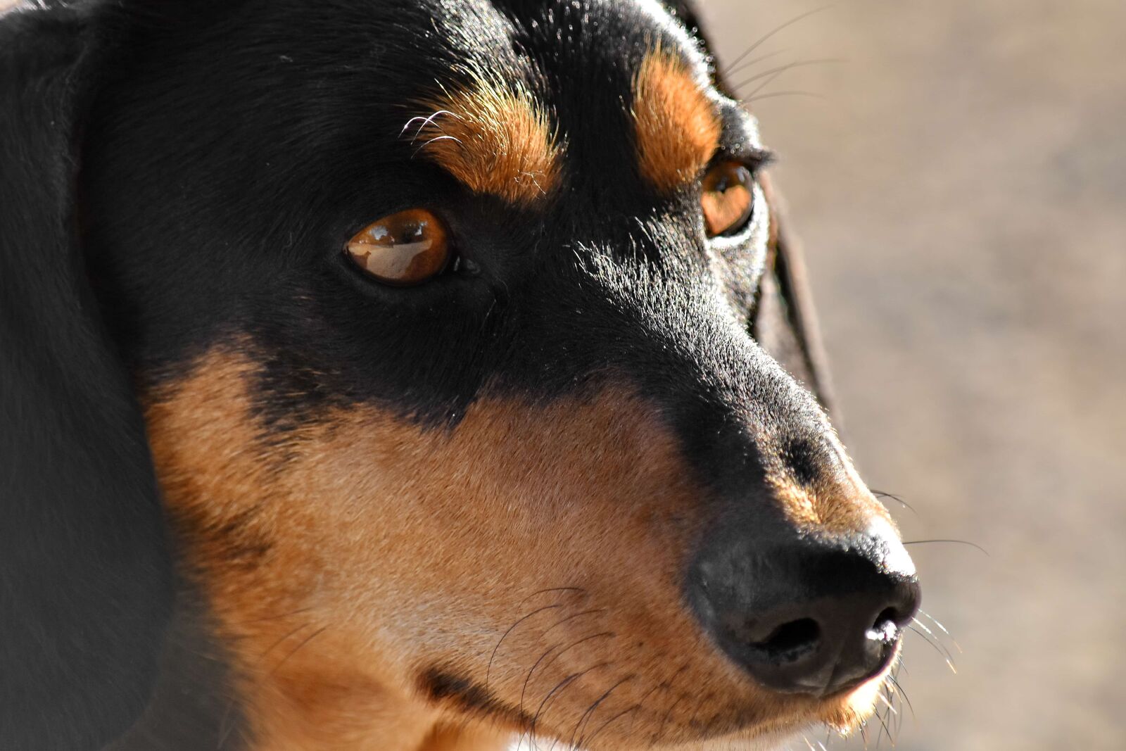 Nikon D5500 sample photo. Animal, close-up, dachshund, dog photography