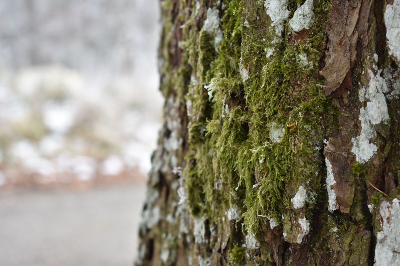 Nikon D3400 sample photo. Tree, snow, winter photography